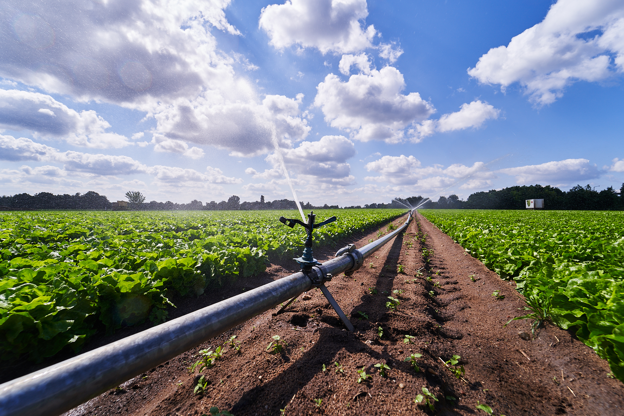 Beregnung im Knoblauchsland